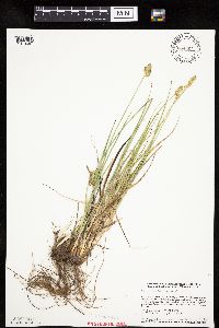 Carex muehlenbergii image