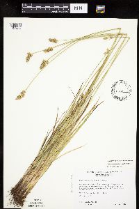 Carex muehlenbergii image