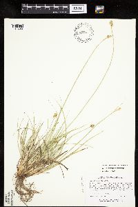 Carex muehlenbergii image