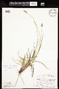 Carex muehlenbergii image