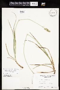 thumbnail image of current specimen