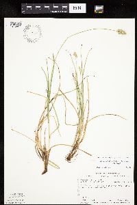 Carex muehlenbergii image