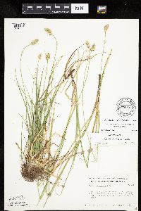 Carex muehlenbergii image