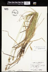 thumbnail image of current specimen
