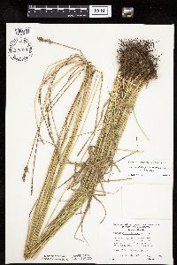 Carex muehlenbergii image