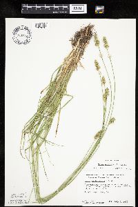 Carex muehlenbergii image