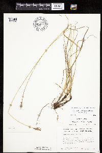 Carex muehlenbergii image