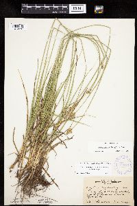 Carex muehlenbergii image