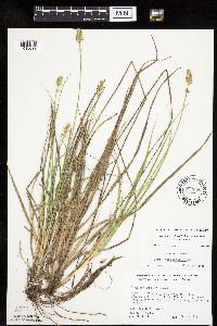 Carex muehlenbergii image