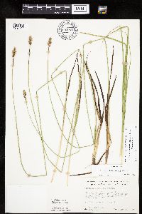 Carex muehlenbergii image