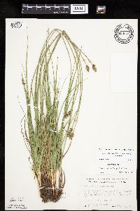 Carex muehlenbergii image