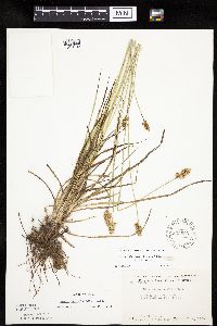 Carex muehlenbergii image