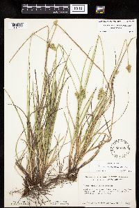 thumbnail image of current specimen