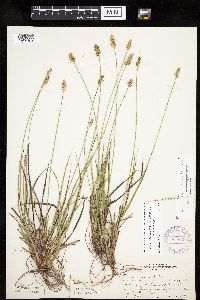 Carex muehlenbergii image