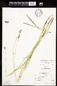 Carex muehlenbergii image