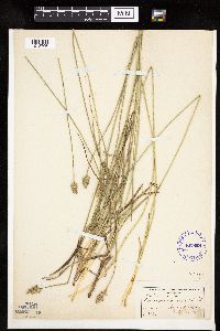 Carex muehlenbergii image