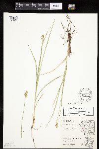 Carex muehlenbergii image