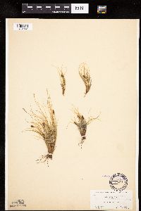 Carex nardina image