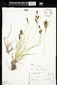 Carex nebrascensis image