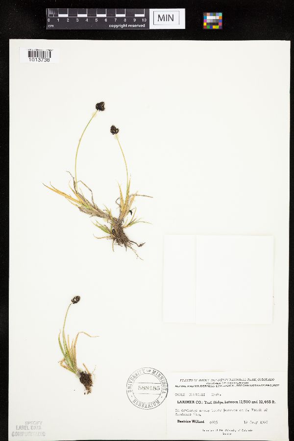 Carex nelsonii image