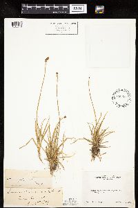 Carex nigricans image