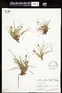 Carex nigricans image