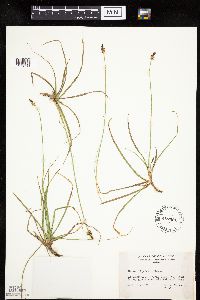 Carex nigricans image