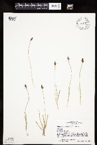 Carex nigricans image