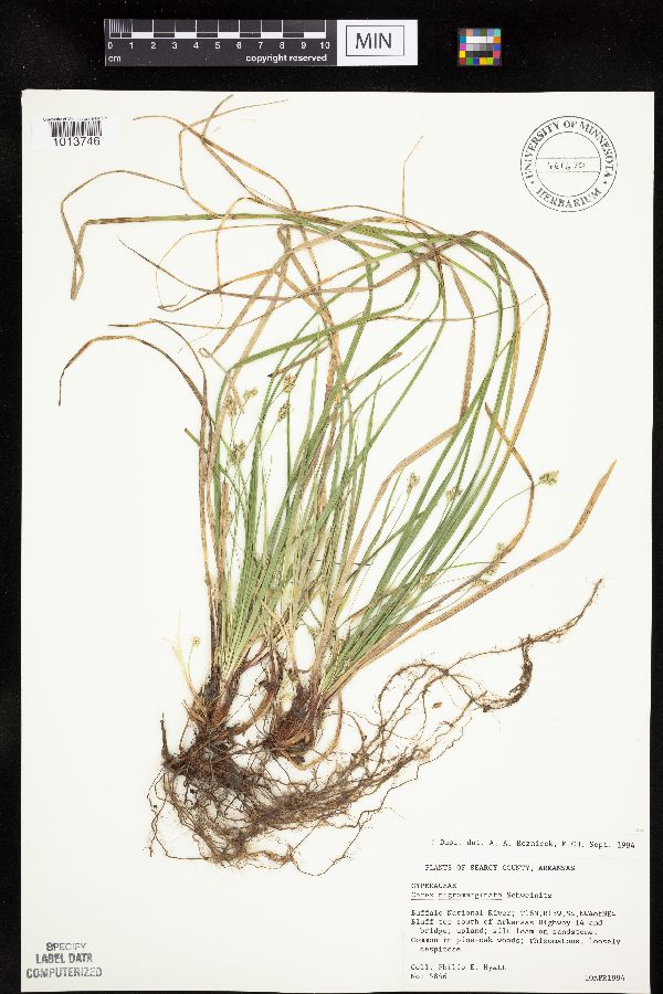 Carex nigromarginata image