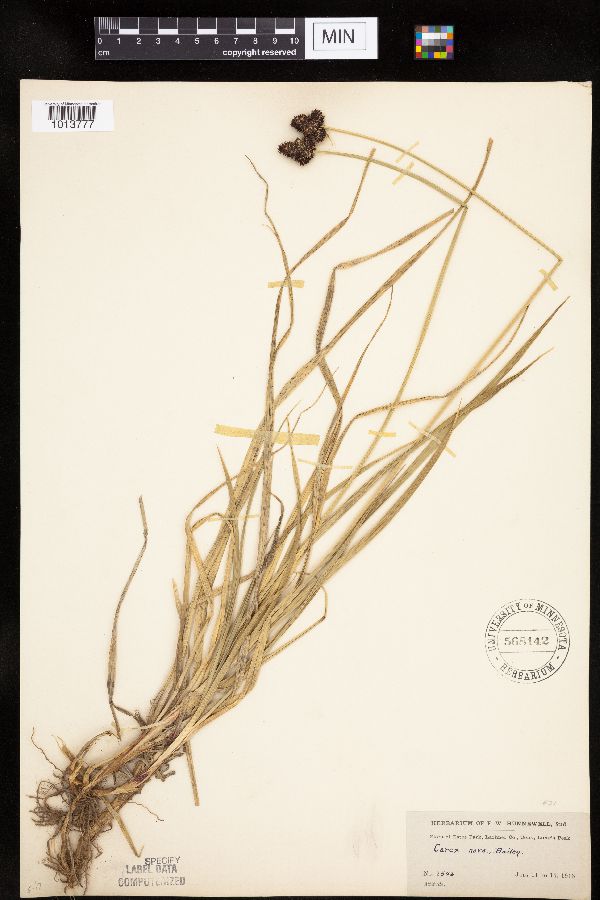 Carex nova image