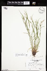 Carex oligocarpa image