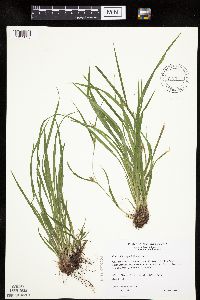 Carex oligocarpa image