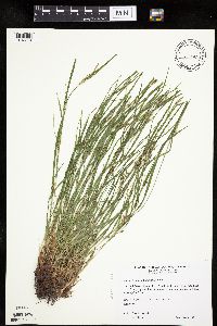 Carex oligocarpa image