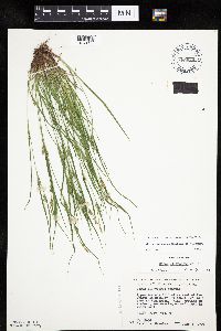 Carex oligocarpa image