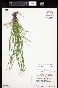 Carex oligocarpa image
