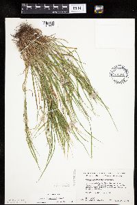 Carex oligocarpa image