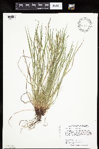 Carex oligocarpa image