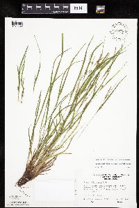 Carex oligocarpa image
