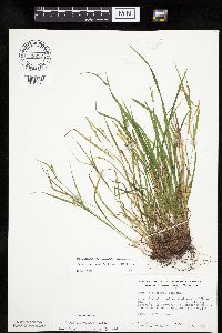Carex oligocarpa image