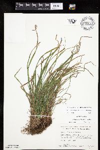 Carex oligocarpa image