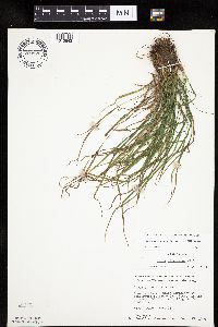 Carex oligocarpa image
