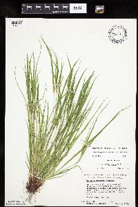 Carex oligocarpa image