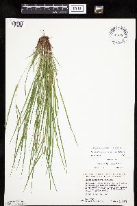 Carex oligocarpa image