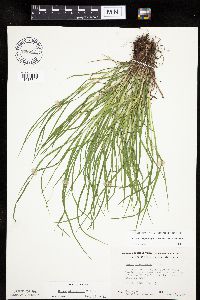 Carex oligocarpa image