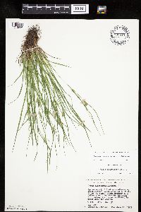 Carex oligocarpa image