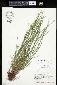 Carex oligocarpa image