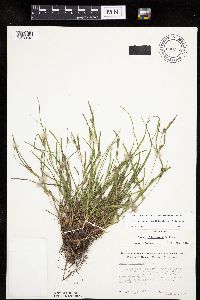 Carex oligocarpa image