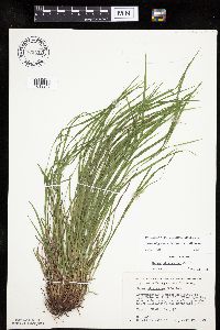 Carex oligocarpa image