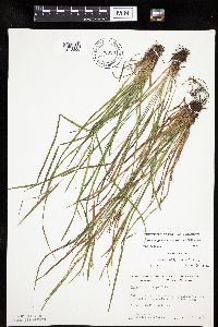 Carex oligocarpa image