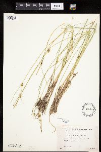 Carex oligosperma image